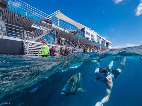 Unforgettable Diving Experiences on the Reef Magic Pontoon